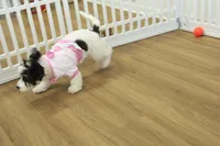 Jetta, a female Cavachon for sale in Hickory, NC – Photo 10 of 10