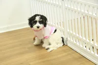 Jetta, a female Cavachon for sale in Hickory, NC – Photo 2 of 10