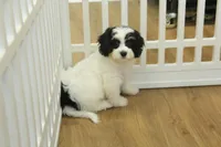 Jetta, a female Cavachon for sale in Hickory, NC – Photo 4 of 10