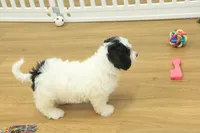 Jetta, a female Cavachon for sale in Hickory, NC – Photo 7 of 10