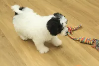 Jetta, a female Cavachon for sale in Hickory, NC – Photo 5 of 10