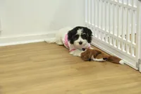 Jetta, a female Cavachon for sale in Hickory, NC – Photo 4 of 10