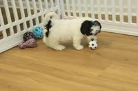 Jetta, a female Cavachon for sale in Hickory, NC – Photo 1 of 10