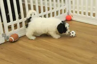 Jetta, a female Cavachon for sale in Hickory, NC – Photo 8 of 10