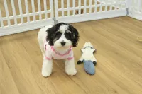 Jetta, a female Cavachon for sale in Hickory, NC – Photo 8 of 10