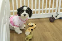 Jetta, a female Cavachon for sale in Hickory, NC – Photo 1 of 10
