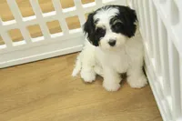 Jetta, a female Cavachon for sale in Hickory, NC – Photo 6 of 10