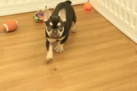Wilma, a female French Bulldog for sale in Hickory, NC – 1 of 10