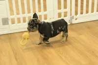 Rudy, a male French Bulldog for sale in Hickory, NC – 4 of 10