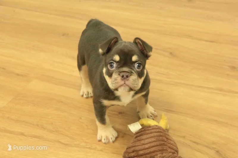 Rover – French Bulldog puppy for sale in Hickory, NC
