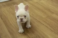 Cowboy, a male French Bulldog for sale in Hickory, NC – 7 of 10
