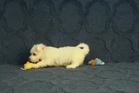 Casper, a male Maltipoo for sale in Hickory, NC – 2 of 10