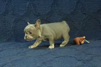 Claire, a female French Bulldog for sale in Hickory, NC – 2 of 10
