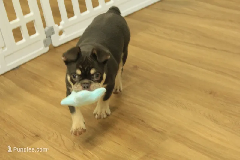 Rover – French Bulldog puppy for sale in Hickory, NC