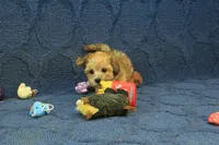 Sophie, a female Maltipoo for sale in Hickory, NC – 10 of 10