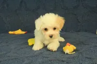 Scott, a male Maltipoo for sale in Hickory, NC – 3 of 10
