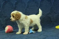 Madelyn F1B, a female Cavapoo for sale in Hickory, NC – 6 of 9
