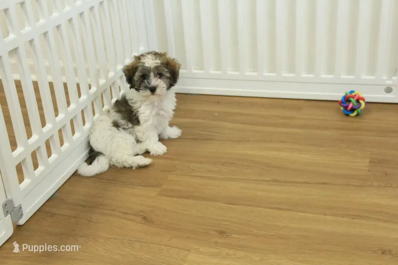 Gizmo – Maltipoo puppy for sale in Hickory, NC