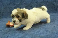 Gizmo, a male Maltipoo for sale in Hickory, NC – Photo 6 of 8