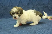 Gizmo, a male Maltipoo for sale in Hickory, NC – Photo 8 of 8