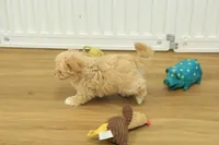 Chico, a male Bichon Frise and Maltipoo for sale in Hickory, NC – Photo 4 of 10