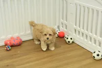 Chico, a male Bichon Frise and Maltipoo for sale in Hickory, NC – Photo 2 of 10