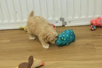 Chico, a male Bichon Frise and Maltipoo for sale in Hickory, NC – Photo 9 of 10