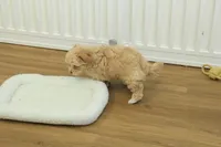 Chico, a male Bichon Frise and Maltipoo for sale in Hickory, NC – Photo 6 of 10