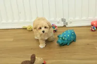 Chico, a male Bichon Frise and Maltipoo for sale in Hickory, NC – Photo 10 of 10