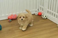 Chico, a male Bichon Frise and Maltipoo for sale in Hickory, NC – Photo 3 of 10