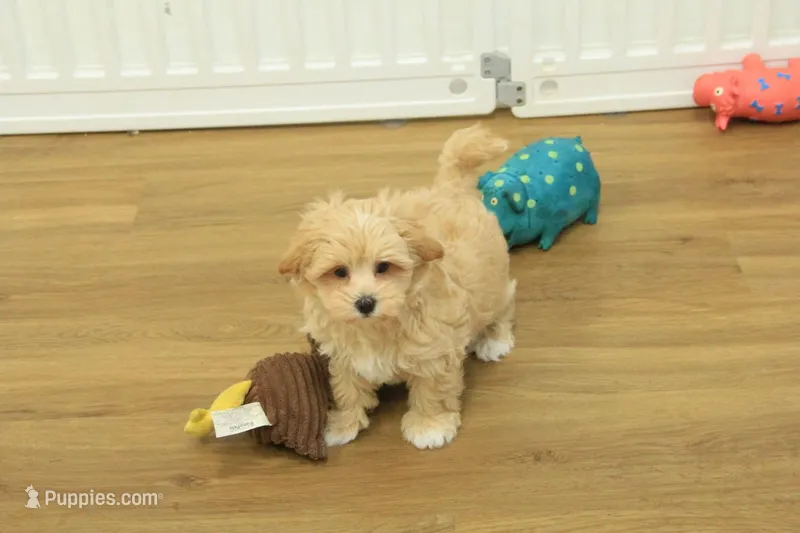 Chico – Bichon Frise, Maltipoo puppy for sale in Hickory, NC