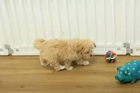 Chico, a male Bichon Frise and Maltipoo for sale in Hickory, NC – Photo 8 of 10