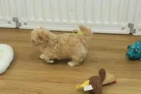 Chico, a male Bichon Frise and Maltipoo for sale in Hickory, NC – Photo 5 of 10