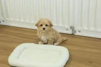 Chico, a male Bichon Frise and Maltipoo for sale in Hickory, NC – Photo 7 of 10