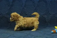 Levi F1B, a male Cavapoo for sale in Hickory, NC – 4 of 10