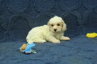 Violet F1B, a female Cavapoo for sale in Hickory, NC – 9 of 9