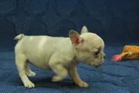 Alice, a female French Bulldog for sale in Hickory, NC – 7 of 10