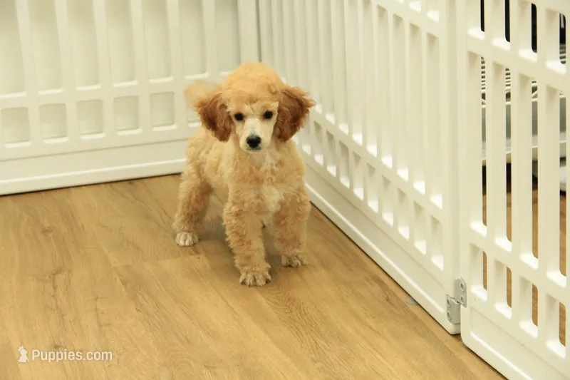 Annie – Poodle - Toy  puppy for sale in Hickory, NC