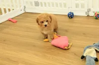 Annie, a female Poodle - Toy  for sale in Hickory, NC – 7 of 9