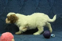Daisy, a female Cavapoo for sale in Hickory, NC – 5 of 5
