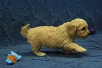 Sebastian F1B, a male Cavapoo for sale in Hickory, NC – 4 of 10