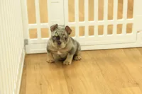 Raisin, a female French Bulldog for sale in Hickory, NC – 3 of 10