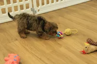 Sparkles, a female Cavapoo for sale in Hickory, NC – 6 of 10