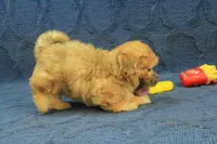 Skylar, a male Maltipoo for sale in Hickory, NC – 10 of 10