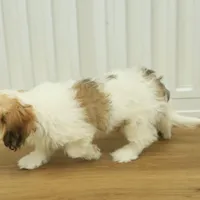 Milky way, a female Cavachon for sale in Hickory, NC – Photo 2 of 8