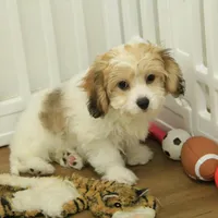 Milky way, a female Cavachon for sale in Hickory, NC – Photo 6 of 8