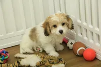 Milky way, a female Cavachon for sale in Hickory, NC – Photo 6 of 8