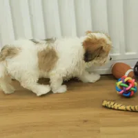 Milky way, a female Cavachon for sale in Hickory, NC – Photo 7 of 8