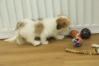 Milky way, a female Cavachon for sale in Hickory, NC – Photo 7 of 8