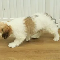 Milky way, a female Cavachon for sale in Hickory, NC – Photo 5 of 8